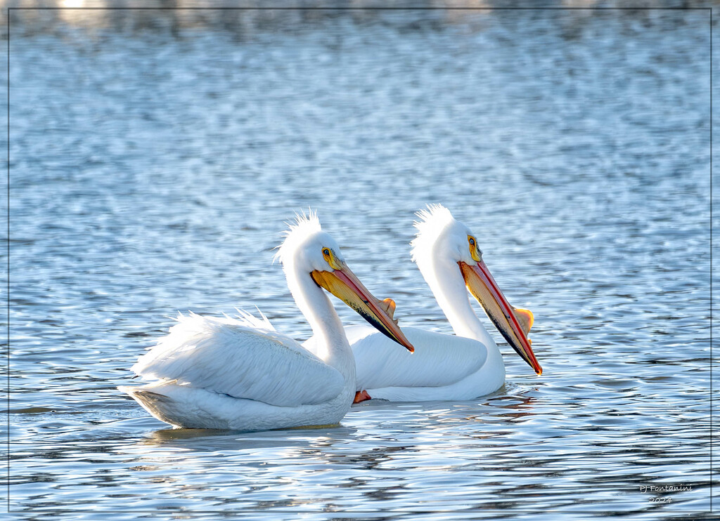 Pair of Pelicans by bluemoon
