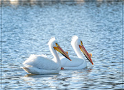 6th Apr 2024 - Pair of Pelicans