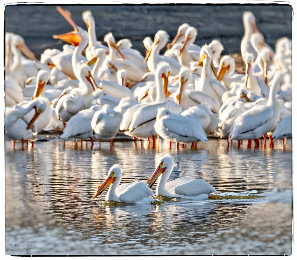 Pelican Convention by bluemoon