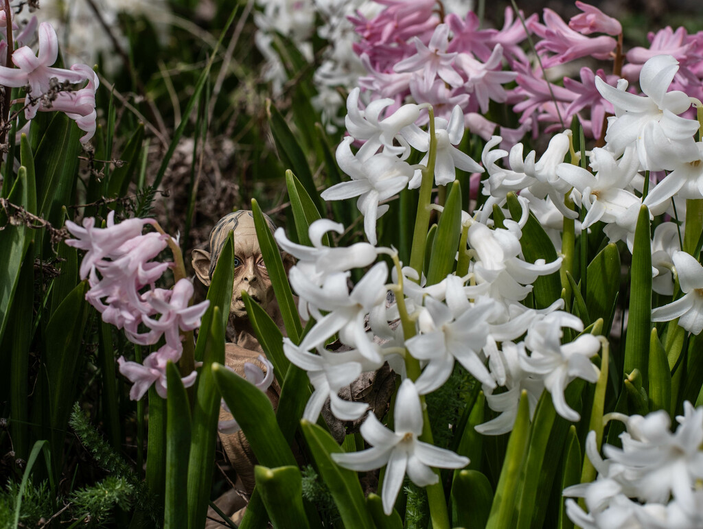 Among the Hyacinths-2 by darchibald