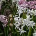 Among the Hyacinths-2 by darchibald