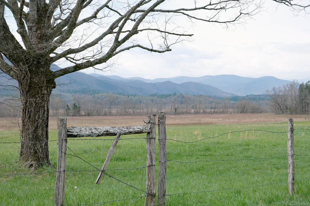Cades Cove #7062 by lsquared