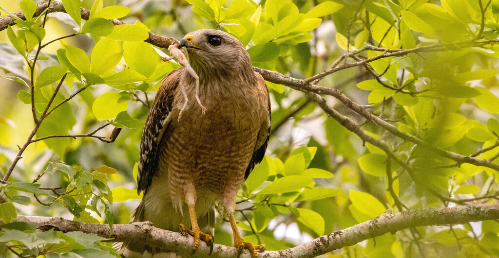 Red Shouldered Hawk With It's Snack! by rickster549