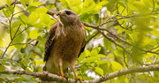 9th Apr 2024 - Red Shouldered Hawk With It's Snack!