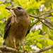 Red Shouldered Hawk With It's Snack!