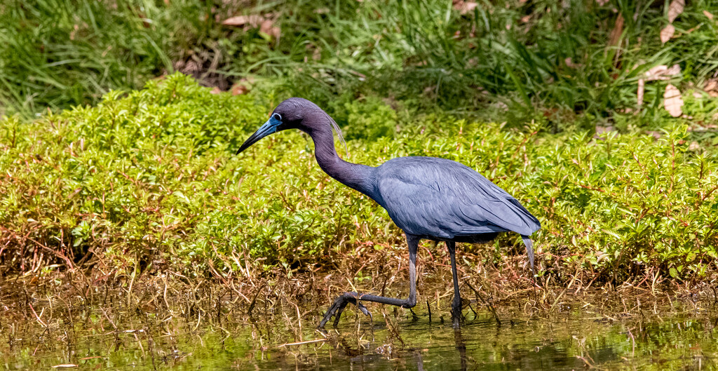 Little Blue Heron on the Prowl! by rickster549