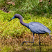Little Blue Heron on the Prowl!