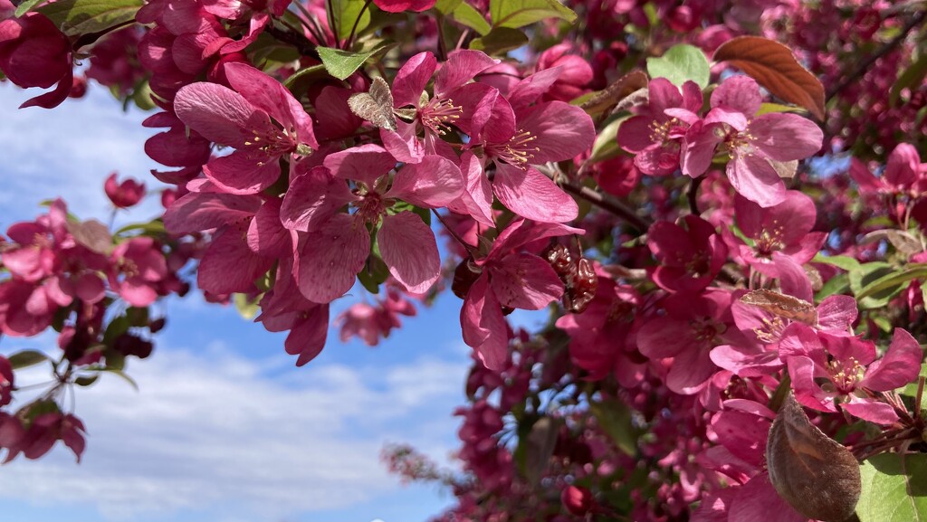 Crab apple blossoms  by jgcapizzi