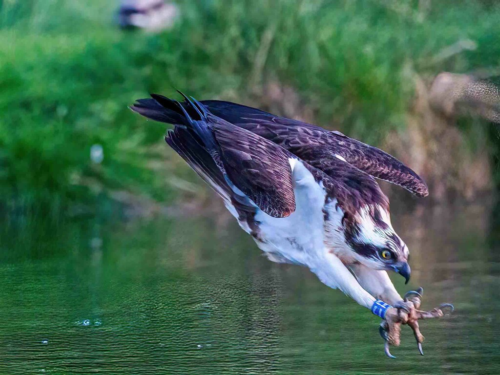  Osprey just about to hit the water. by padlock