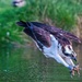  Osprey just about to hit the water. by padlock