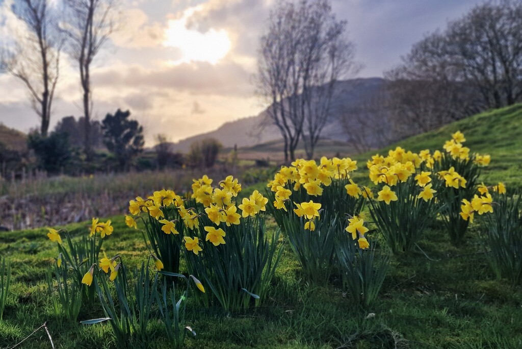 backlit daffodils by christophercox