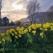 backlit daffodils