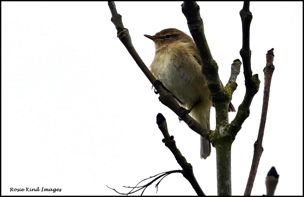My second chiff chaff of the year by rosiekind