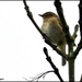 My second chiff chaff of the year