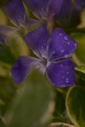 10th Apr 2024 - Periwinkle..........