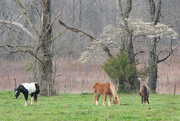 10th Apr 2024 - Horses, Dogwood