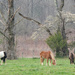 Horses, Dogwood by lsquared