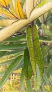 10th Apr 2024 - Leafy Plant 