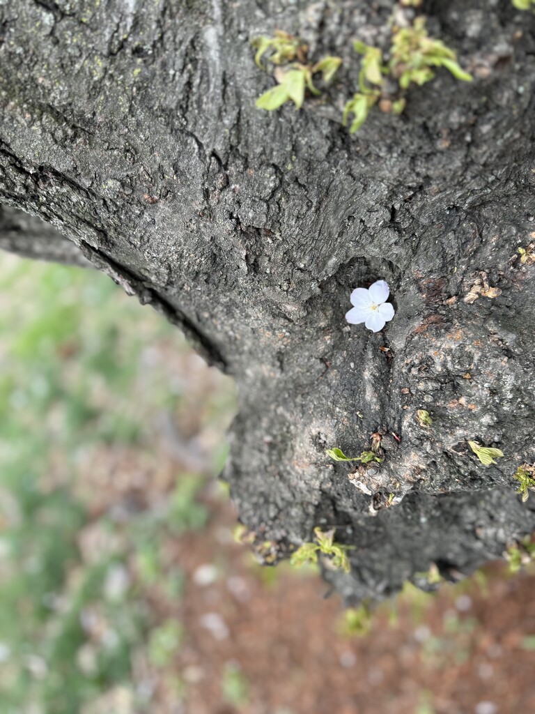 Single Cherry Blossom by blackmutts