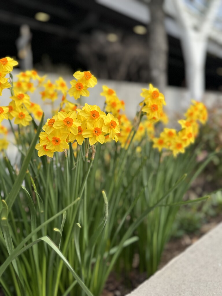 Daffodils! by blackmutts