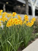 10th Apr 2024 - Daffodils!
