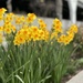 Daffodils! by blackmutts