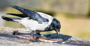 8th Apr 2024 - Hooded Crow
