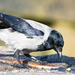 Hooded Crow by lifeat60degrees