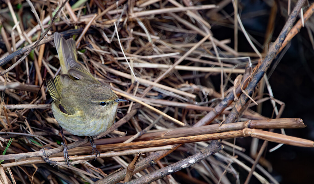 Chiffchaff by lifeat60degrees