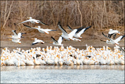7th Apr 2024 - Migrating Pelicans