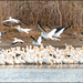 Migrating Pelicans