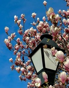 10th Apr 2024 - Magnificent Magnolia 