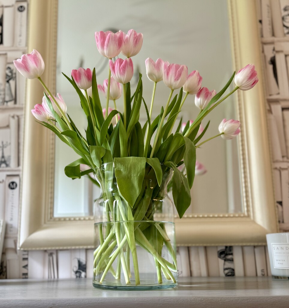 Pink Tulips by jeremyccc