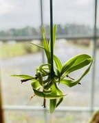 10th Apr 2024 - Spider plant pup