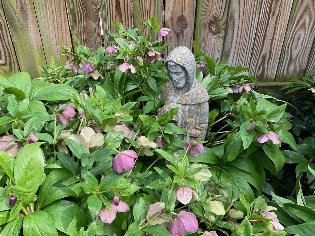 St. Francis vs the Hellebore by allie912