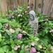 St. Francis vs the Hellebore by allie912