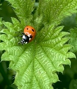 10th Apr 2024 - How strange insects don’t get stung by the stinging nettles?