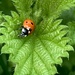 How strange insects don’t get stung by the stinging nettles?