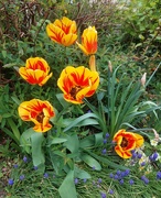 10th Apr 2024 - Tulips 