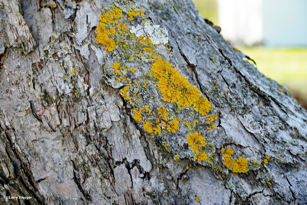 Lichen growth by larrysphotos