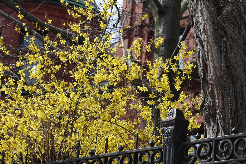 Forsythia Abloom by 365projectorgheatherb