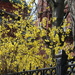 Forsythia Abloom by 365projectorgheatherb