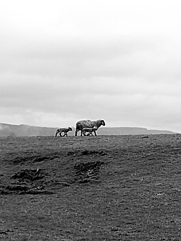 Lambing Season in Lancashire by antmcg69