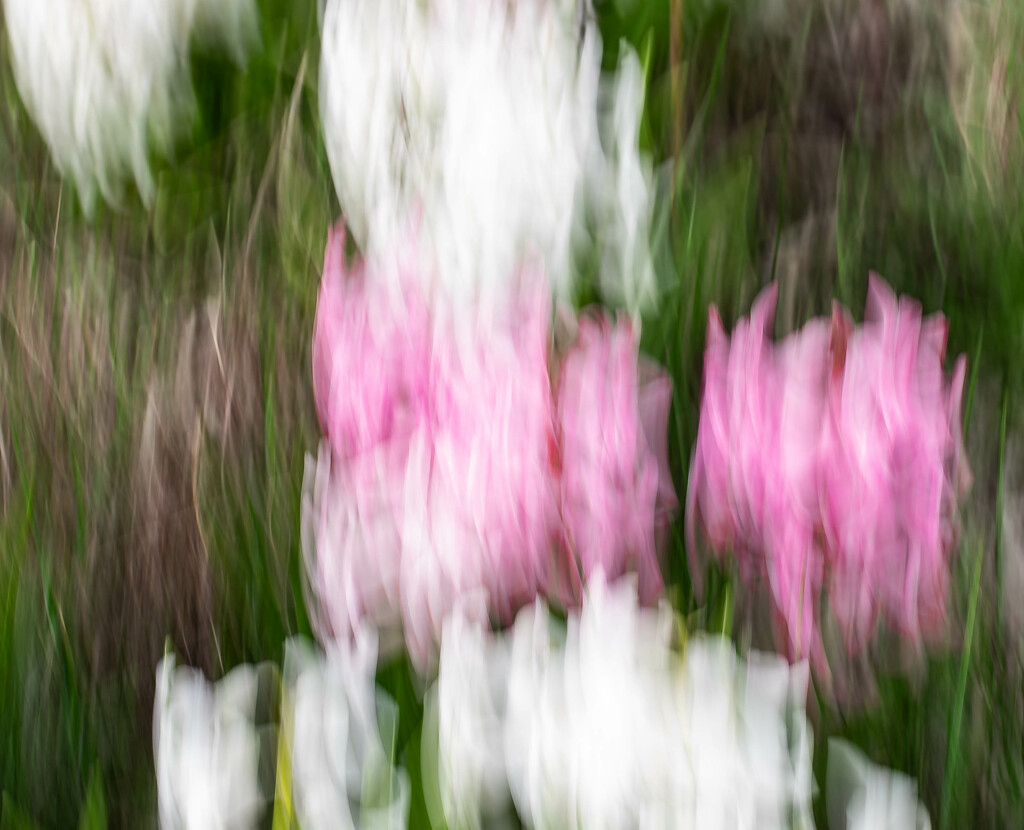 Hyacinths by darchibald