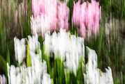 10th Apr 2024 - Hyacinths