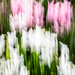 Hyacinths by darchibald