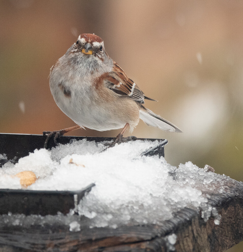 American Tree Sparrow  by radiogirl