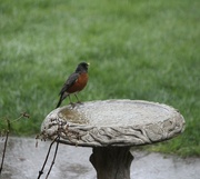 10th Apr 2024 - A very wet robin