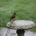 A very wet robin