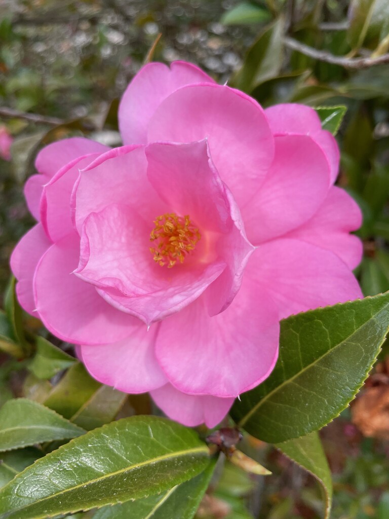 Easter camellia by margonaut